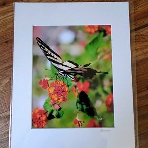 Signed photographs California butterfly